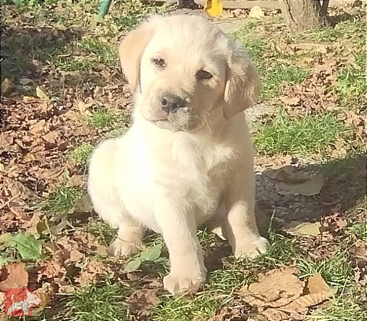 Labrador krásný pejsek s PP