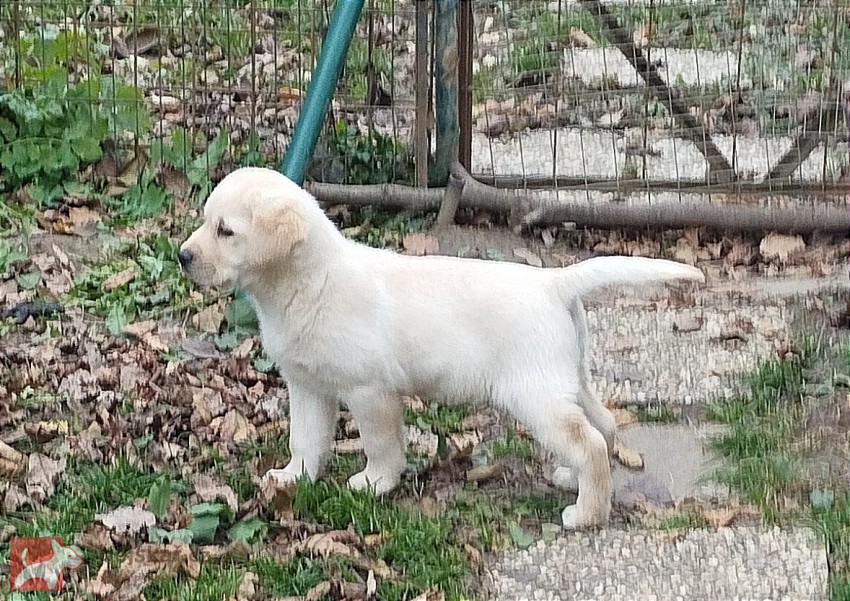 Labrador krásný pejsek s PP