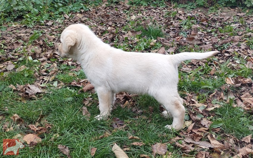 Labrador krásný pejsek s PP