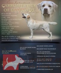 Labrador krásný pejsek s PP