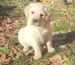 Inzerce psů Labrador krásný pejsek s PP