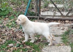 Labrador krásný pejsek s PP