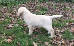 Labrador krásný pejsek s PP