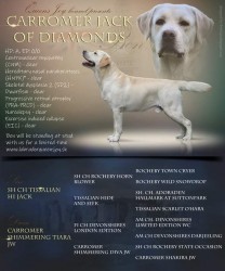 Labrador krásný pejsek s PP