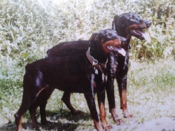 Orsa Orphee z Helfštyna A Ex Antis  2007