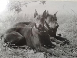 Cita Xanada a Antis z Helfštyna   1988