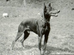 Antis z Helfštyna  1986