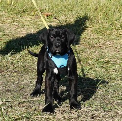 Inzerce psů Tosa Inu - pejsci