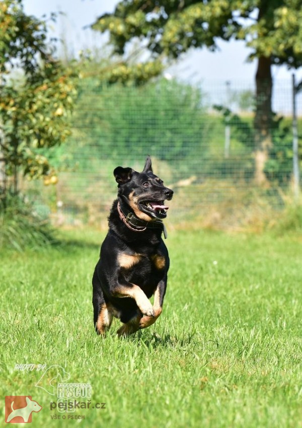 Opuštěný Rony hledá nový domov