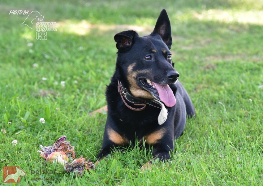 Opuštěný Rony hledá nový domov