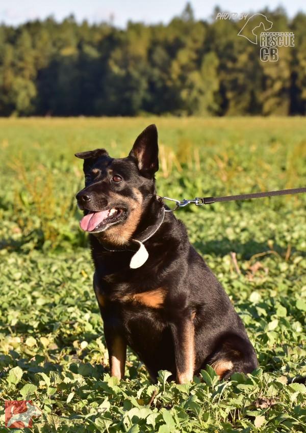 Opuštěný Rony hledá nový domov