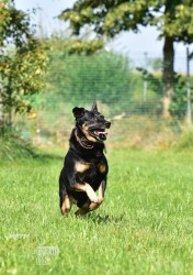 Inzerce psů Opuštěný Rony hledá nový domov