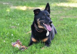 Opuštěný Rony hledá nový domov