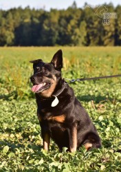 Opuštěný Rony hledá nový domov