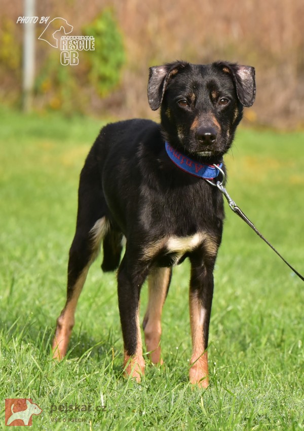 Darujeme nalezeného křížence