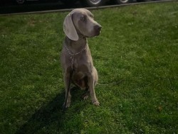 Inzerce psů Výmarský ohař