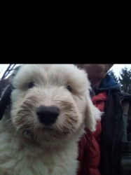 Inzerce psů bobtail