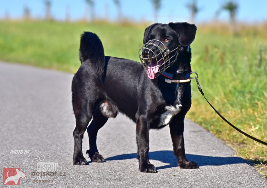 Opuštěný kříženec Dasty hledá nový domov