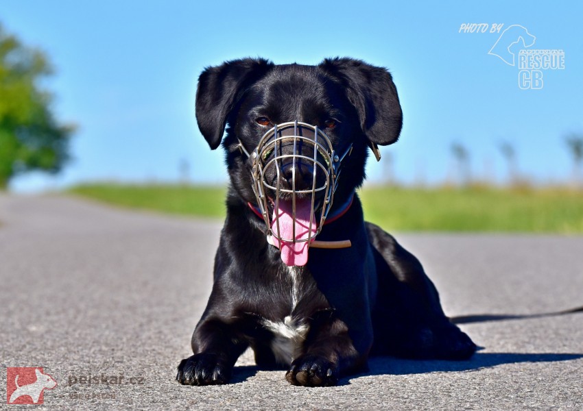 Opuštěný kříženec Dasty hledá nový domov