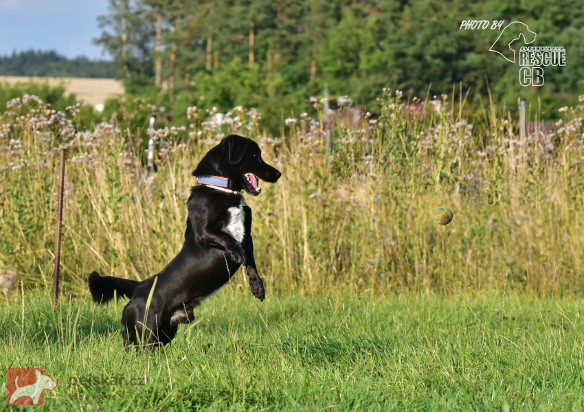 Opuštěný kříženec Dasty hledá nový domov