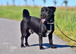 Inzerce psů Opuštěný kříženec Dasty hledá nový domov