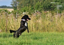 Opuštěný kříženec Dasty hledá nový domov