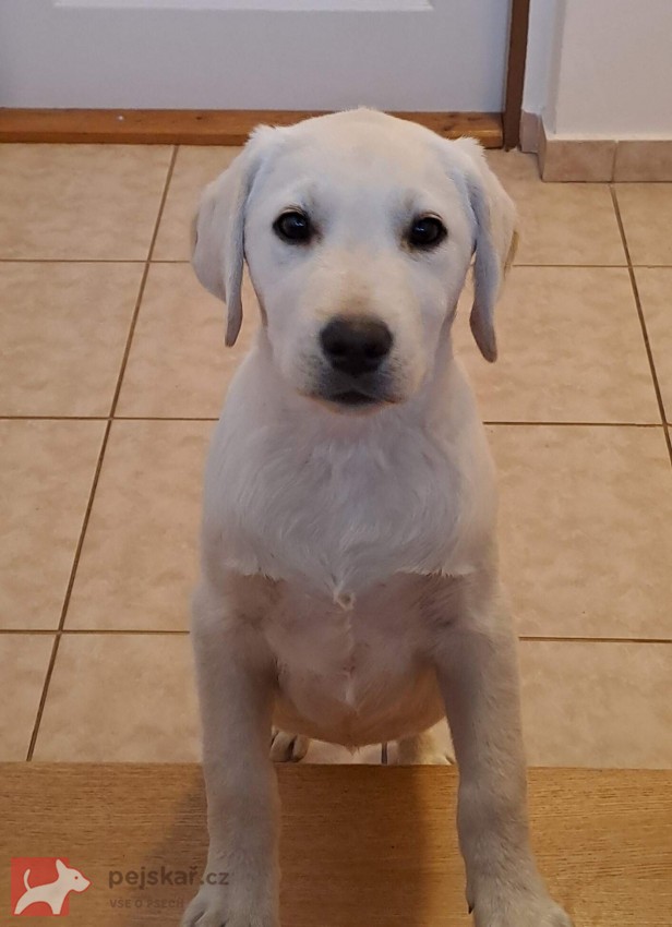 Labrador s PP - volný pejsek