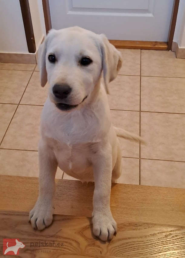 Labrador s PP - volný pejsek