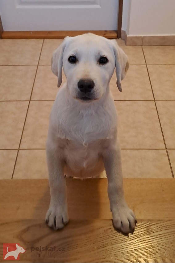 Labrador s PP - volný pejsek