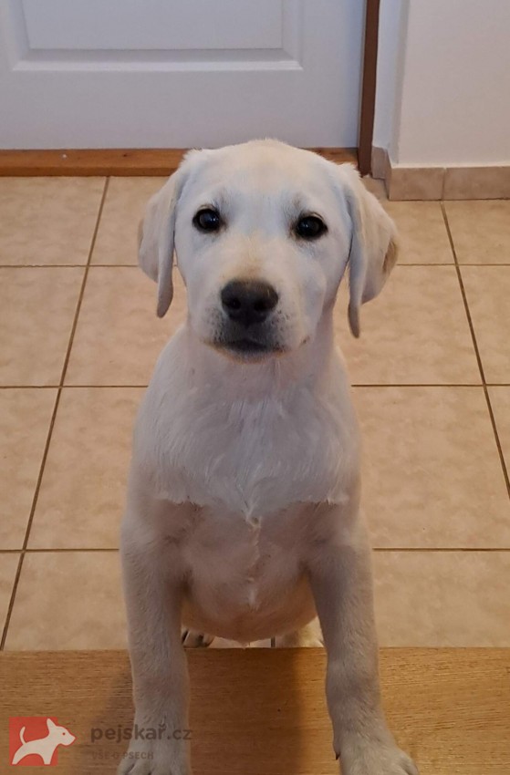 Labrador s PP - volný pejsek