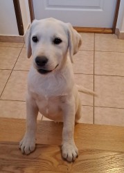 Labrador s PP - volný pejsek