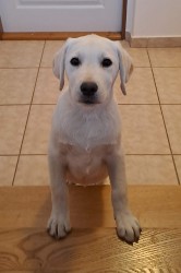 Labrador s PP - volný pejsek