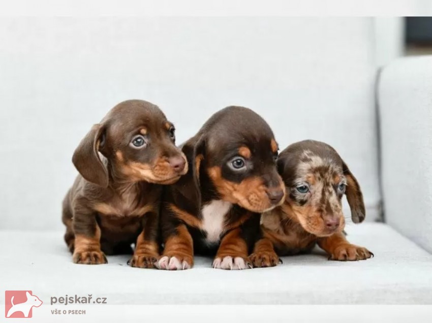 Jezevčík hladkosrstý trpasličí