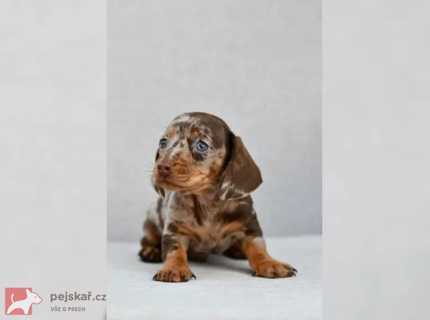 Jezevčík hladkosrstý trpasličí