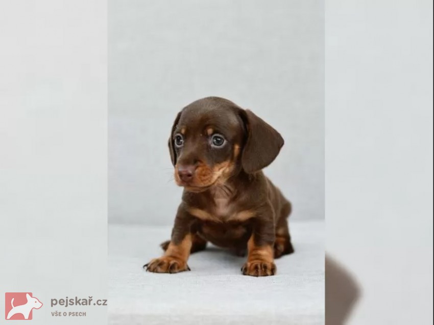 Jezevčík hladkosrstý trpasličí