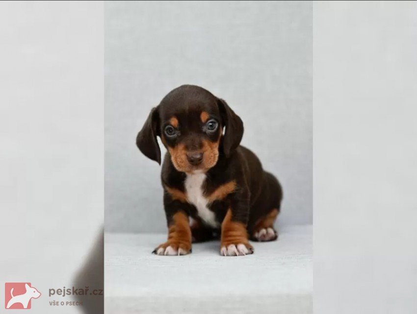 Jezevčík hladkosrstý trpasličí