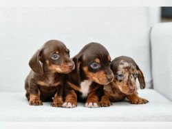 Inzerce psů Jezevčík hladkosrstý trpasličí