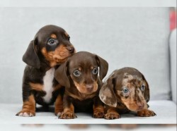 Jezevčík hladkosrstý trpasličí