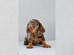 Jezevčík hladkosrstý trpasličí