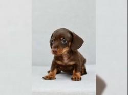 Jezevčík hladkosrstý trpasličí