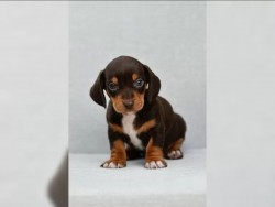 Jezevčík hladkosrstý trpasličí