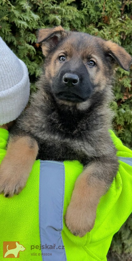 Německý ovčák štěńata