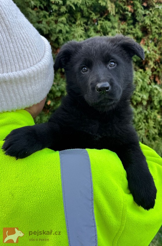 Německý ovčák štěńata