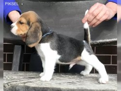 Inzerce psů Bígl štěňátka s PP