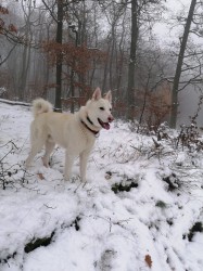 Béďa Hvozdecký les