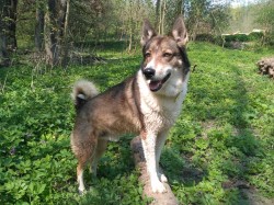 Dyk Heřmánkova stráň