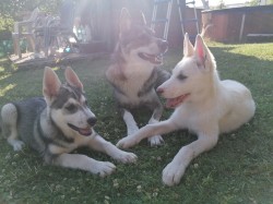 Ajša z Pusté Polomi s Bekou a Béďou