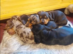 Inzerce psů Jezevčík Štěňata