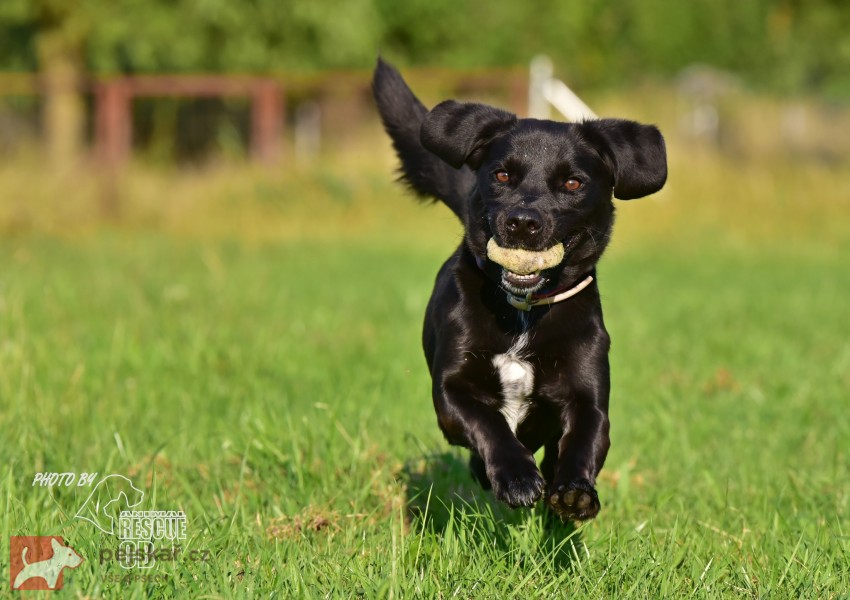 Darujeme opuštěného Dastyho