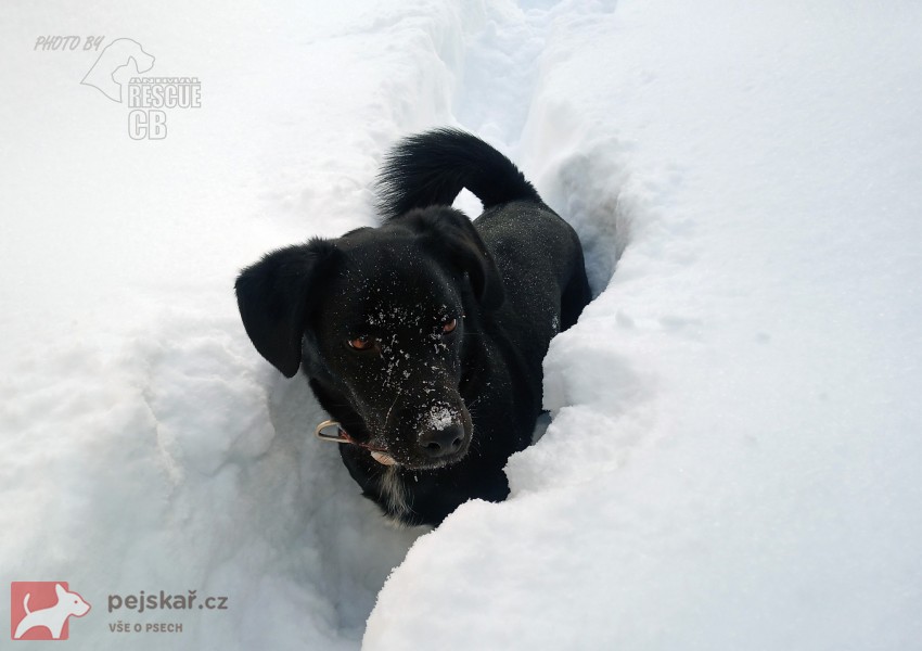 Darujeme opuštěného Dastyho
